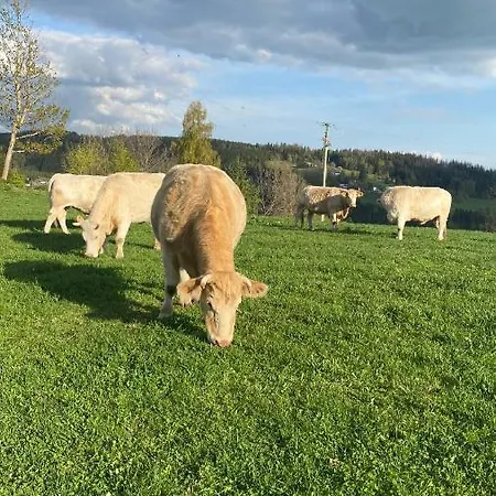 Rokytnice Nad Jizerou, Modra Hvezda Lejlighed