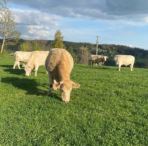 U Skiareálu Modrá Hvězda Apartmán